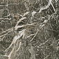 610015000702 F.d.M.Quark Breccia di Caravaggio Lapp Rett 80x80 Atlas Concorde Russia