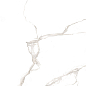 Carrara White 60х60 SotGres