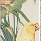 Tapis Jungle 10х30 Mainzu