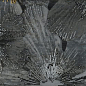 Decor HYPNOTIC NERO 60x60 (комплект 2шт) Brennero