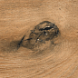 AB 1163W Wildwood Ocher 1200x200 Absolut Gres