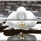 Composicion Wellness 01 White 30x45 (комплект 2шт) Absolut Keramika