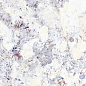 40736 Artic White SP/100x180/R 100х180 Peronda