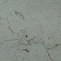 Pompeya Marfil 20x20 Mayolica