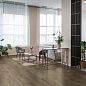 Inedito Ragno Marazzi