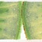 AC267/15000 Салерно Киви 40х3 Kerama Marazzi