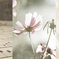 Decor Romantique 04 25x75 Azuliber