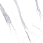 TP413604D Махаон белый 41x41 PrimaVera