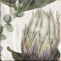 DECOR PROTEA 20x20 Mainzu