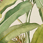 4100336 Musa 50x100 41ZERO42