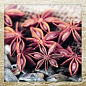 Exquisit A Brillo 10*30 Monopole Ceramica