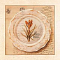 25.8(420) Декор Herbarium 6 из 1 плитки 10x10 Factoria