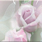 09-03-41-356-0 Розовый свет-1 40х25 BELLEZA
