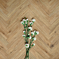 Woodglam Ragno Marazzi