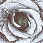 DECOR ROSE 02 15X45 Absolut Keramika