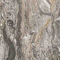 MN319CP121206 Frappuccino Polished 6mm 120x120 Moreroom Stone