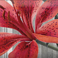Monocolor Mix Flowers RBW 7.5х15 Absolut Keramika