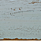 6000839 Silo Wood azzurro 10x70 Vallelunga