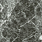Anima Grey St Laurent Tozzetto Lucidato 5,7*5,7 Caesar