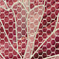 Cеn Rose 7,5х75 Europa Ceramica