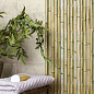 Bamboo Green 30x15 Mainzu