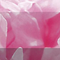 Бордюр рельефный Peony br1020D281-1 20х10 Laparet