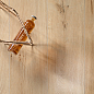 Parkett Sichenia
