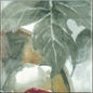 Monocolor Composicion Acuarela Uvas 20х40 Absolut Keramika