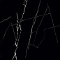 Nero Marquina HG 60x60 Casati Ceramica