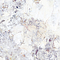 40736 Artic White SP/100x180/R 100х180 Peronda