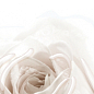 10-05-11-350-1 Нежность бежевый А 50х25 BELLEZA