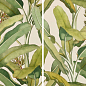 4100336 Musa 50x100 41ZERO42