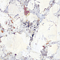 40736 Artic White SP/100x180/R 100х180 Peronda
