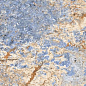 N9377 Albo Nano Polish Rect 60x120 Novin Ceram Yazd Tile Co
