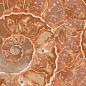 FM3366 Fossil Mix 33х66 Serapool фото в миниатюре 5
