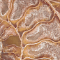 FM3366 Fossil Mix 33х66 Serapool фото в миниатюре
