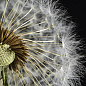Декор Taraxacum 3 10х10 Артвалентто