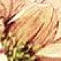 Бордюр Peony 4х25 Laparet