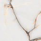 Khogiani Onyx White Polished 60x120 Global