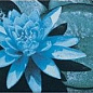 F8008-В Border 6 Ninfee B 12,5х25 Serapool
