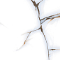 166295 Barcelon Polished 60x60 Pardis Ceramic Pazh