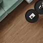 Canarium Brown Laparet