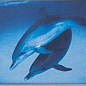F8003 Border 1 Delphino 12,5х25 Serapool