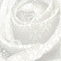 STG/A289/15000 Уайтхолл Роза 15*40 Kerama Marazzi