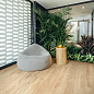 Inedito Ragno Marazzi