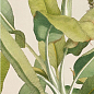 4100336 Musa 50x100 41ZERO42