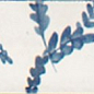 M96T Rice Bianco dec Leaf Lux 5x15 MARAZZI Italy