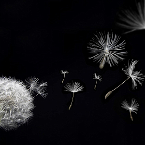 Taraxacum Артвалентто