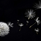 Taraxacum Артвалентто