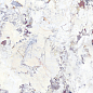40736 Artic White SP/100x180/R 100х180 Peronda